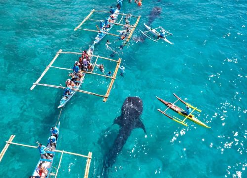 Oslob Whale Shark Encounter